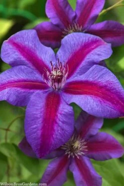 Mrs. Norman Thompson Clematis - 1 Gallon Pot -Garden Sales Store clematis mrs norman thompson 21