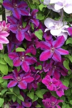 Mrs. Norman Thompson Clematis - 1 Gallon Pot -Garden Sales Store clematis mrs norman thompson 25