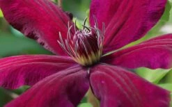 Niobe Clematis - 1 Gallon Pot -Garden Sales Store clematis niobe 1