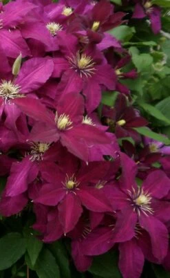Niobe Clematis - 1 Gallon Pot -Garden Sales Store clematis niobe 2