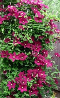 Niobe Clematis - 1 Gallon Pot -Garden Sales Store clematis niobe 5