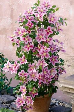 Piilu Clematis (Little Duckling) - 1 Gallon Pot -Garden Sales Store clematis piilu 3