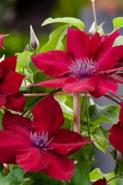 Rebecca Clematis - 1 Gallon Pot -Garden Sales Store clematis rebecca 4