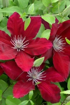 Rebecca Clematis - 1 Gallon Pot -Garden Sales Store clematis rebecca 5