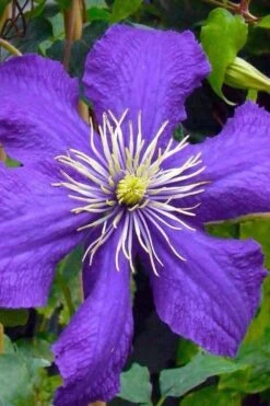 Rhapsody Clematis - 1 Gallon Pot -Garden Sales Store clematis rhapsody 3