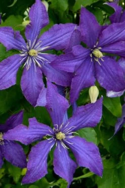 Rhapsody Clematis - 1 Gallon Pot -Garden Sales Store clematis rhapsody 4