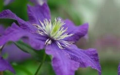 Rhapsody Clematis - 1 Gallon Pot -Garden Sales Store clematis rhapsody 5