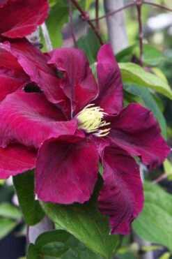Rosemoor Clematis - 1 Gallon Pot -Garden Sales Store clematis rosemoor 5
