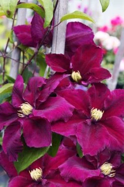 Rosemoor Clematis - 1 Gallon Pot -Garden Sales Store clematis rosemoor 6