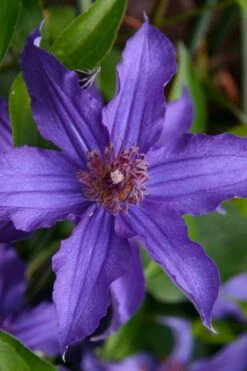 Sapphire Indigo Clematis - 1 Gallon Pot -Garden Sales Store clematis sapphire indigo 1