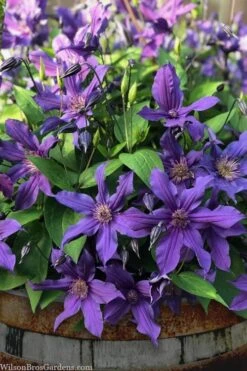 Sapphire Indigo Clematis - 1 Gallon Pot -Garden Sales Store clematis sapphire indigo 4