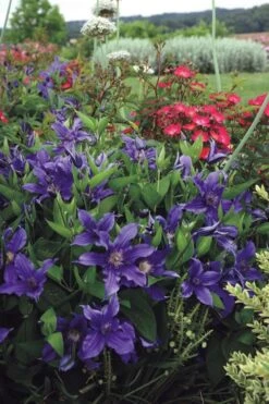 Sapphire Indigo Clematis - 1 Gallon Pot -Garden Sales Store clematis sapphire indigo 6