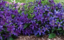 Sapphire Indigo Clematis - 1 Gallon Pot -Garden Sales Store clematis sapphire indigo 7