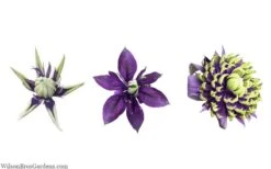 Taiga Clematis - 1 Gallon Pot -Garden Sales Store clematis taiga 24