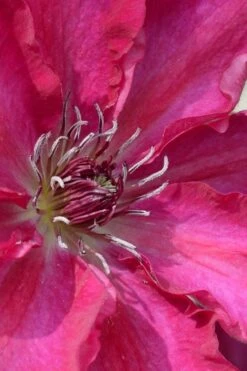 Garland Tekla Clematis - 1 Gallon Pot -Garden Sales Store clematis tekla 1