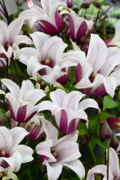 Princess Kate Clematis - 1 Gallon Pot -Garden Sales Store clematis texensis princess kate 14