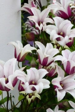 Princess Kate Clematis - 1 Gallon Pot -Garden Sales Store clematis texensis princess kate 15