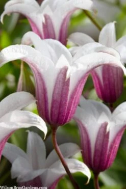 Princess Kate Clematis - 1 Gallon Pot -Garden Sales Store clematis texensis princess kate 23