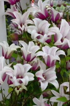 Princess Kate Clematis - 1 Gallon Pot -Garden Sales Store clematis texensis princess kate 4
