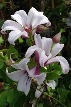 Princess Kate Clematis - 1 Gallon Pot -Garden Sales Store clematis texensis princess kate 5
