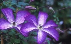 Venosa Violacea Clematis - 1 Gallon Pot -Garden Sales Store clematis venosa violacea 1