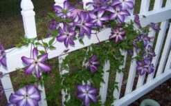 Venosa Violacea Clematis - 1 Gallon Pot -Garden Sales Store clematis venosa violacea 4