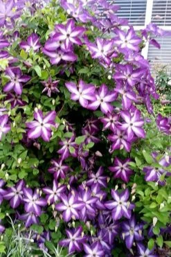 Venosa Violacea Clematis - 1 Gallon Pot -Garden Sales Store clematis venosa violacea 5