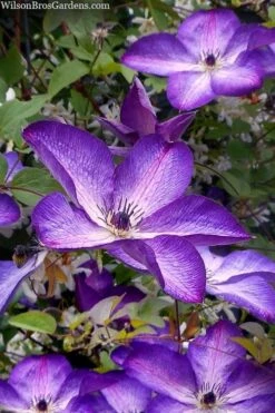Venosa Violacea Clematis - 1 Gallon Pot -Garden Sales Store clematis venosa violacea 7