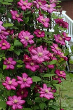 Ville De Lyon Clematis - 1 Gallon Pot -Garden Sales Store clematis ville de lyon 2