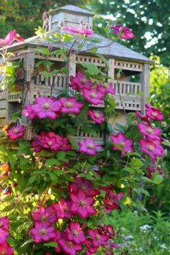 Ville De Lyon Clematis - 1 Gallon Pot -Garden Sales Store clematis ville de lyon 7