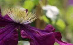 Warsaw Nike Clematis - 1 Gallon Pot -Garden Sales Store clematis warsaw nike 10