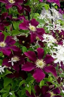 Warsaw Nike Clematis - 1 Gallon Pot -Garden Sales Store clematis warsaw nike 11