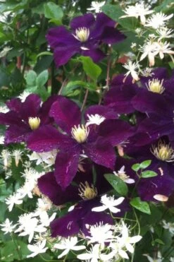 Warsaw Nike Clematis - 1 Gallon Pot -Garden Sales Store clematis warsaw nike 12