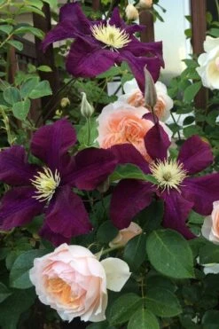 Warsaw Nike Clematis - 1 Gallon Pot -Garden Sales Store clematis warsaw nike 13