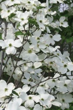 Jean's Appalachian Snow White Dogwood Tree - 5 Gallon Pot