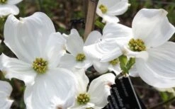 Jean's Appalachian Snow White Dogwood Tree - 7 Gallon Pot (5-6') 13 Jean's Appalachian Snow White Dogwood Tree - 7 Gallon Pot (5-6') -Garden Sales Store cornus florida jeans appalachian snow white dogwood 4