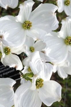 Jean's Appalachian Snow White Dogwood Tree - 7 Gallon Pot (5-6') 10 Jean's Appalachian Snow White Dogwood Tree - 7 Gallon Pot (5-6') -Garden Sales Store cornus florida jeans appalachian snow white dogwood 5