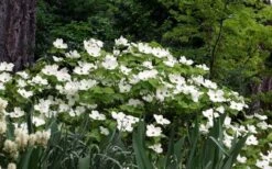 Suwannee Squat Dwarf Flowering Dogwood - 3 Gallon Pot -Garden Sales Store cornus florida suwannee squat white dogwood 1