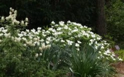 Suwannee Squat Dwarf Flowering Dogwood - 3 Gallon Pot -Garden Sales Store cornus florida suwannee squat white dogwood 3