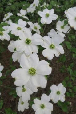 Suwannee Squat Dwarf Flowering Dogwood - 3 Gallon Pot -Garden Sales Store cornus florida suwannee squat white dogwood 6