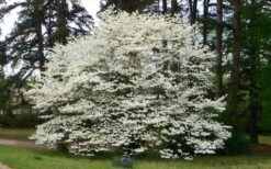 Native White Flowering Dogwood (Cornus Florida) - 3 Gallon Pot -Garden Sales Store cornus florida white flowering dogwood 1