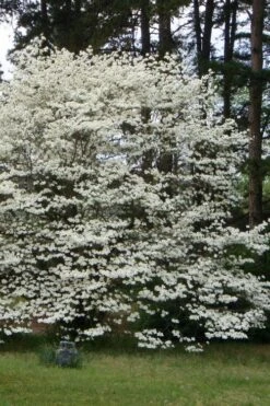 Native White Flowering Dogwood (Cornus Florida) - 3 Gallon Pot -Garden Sales Store cornus florida white flowering dogwood 2