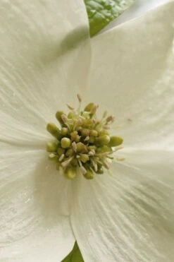 Native White Flowering Dogwood (Cornus Florida) - 3 Gallon Pot -Garden Sales Store cornus florida white flowering dogwood 5