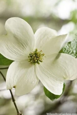 Native White Flowering Dogwood (Cornus Florida) - 3 Gallon Pot -Garden Sales Store cornus florida white flowering dogwood 6