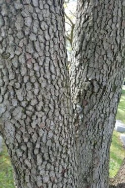 Native White Flowering Dogwood (Cornus Florida) - 3 Gallon Pot -Garden Sales Store cornus florida white flowering dogwood 8