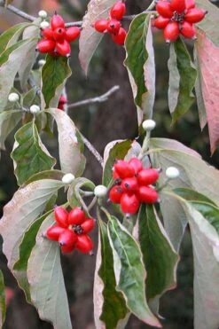 Suwannee Squat Dwarf Flowering Dogwood - 3 Gallon Pot -Garden Sales Store cornus florida white flowering dogwood fruit berries 9