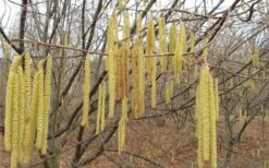 American Hazelnut (Filbert) - 3 Gallon Pot -Garden Sales Store corylus american american hazelnut fall leaves 10
