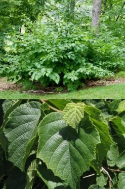 American Hazelnut (Filbert) - 3 Gallon Pot -Garden Sales Store corylus american american hazelnut fall leaves 13