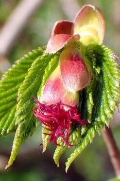 American Hazelnut (Filbert) - 3 Gallon Pot -Garden Sales Store corylus american american hazelnut fall leaves 8