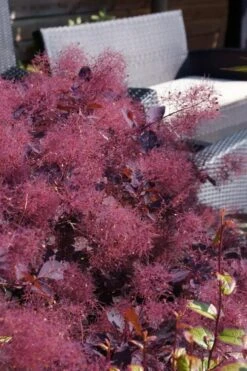 Dusky Maiden Smoke Tree (Single Trunk Topiary) - 7 Gallon Pot (4-5') 8 Dusky Maiden Smoke Tree (Single Trunk Topiary) - 7 Gallon Pot (4-5') -Garden Sales Store cotinus dusky maiden smoke bush 4